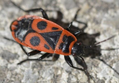 Réf. 229 035 : Pyrrhocoris apterus